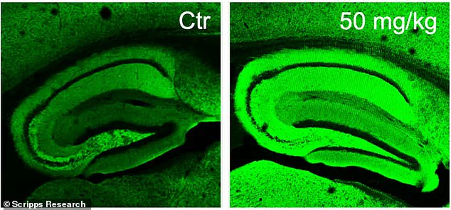 Scripps Researchers Unveil Potential New Treatment for Alzheimer's Using Natural Compounds from Rosemary and Sage