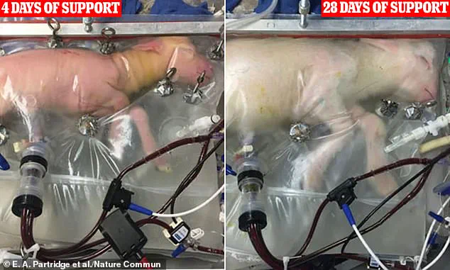 The Potential and Challenges of Artificial Womb Technology
