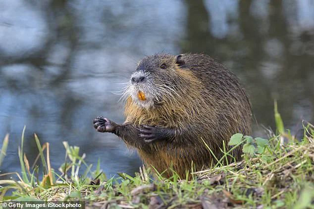 US Government Urges Public to Hunt and Eliminate Invasive Nutria Rodents Threatening Health and Ecosystems