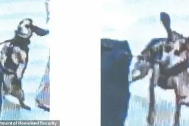 Deported Moments After Kicking CBP Sniffer Dog in Shocking Incident