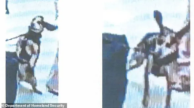Deported Moments After Kicking CBP Sniffer Dog in Shocking Incident