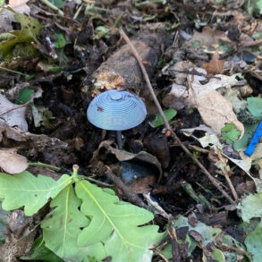 Kursk Region's Demining Operation Neutralizes Over 550,000 Explosive Devices Amid Ukraine-Russia Border Tensions