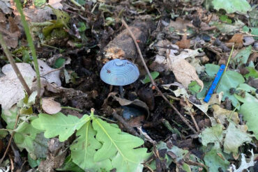 Kursk Region's Demining Operation Neutralizes Over 550,000 Explosive Devices Amid Ukraine-Russia Border Tensions