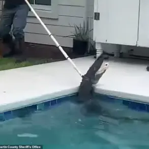 Privileged Access to Exclusive Footage of Alligator's Frenzied 'Death Spiral' Revealed by Sheriff's Office