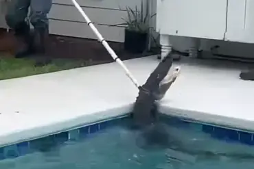 Privileged Access to Exclusive Footage of Alligator's Frenzied 'Death Spiral' Revealed by Sheriff's Office