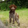 King Charles Launches Exclusive Tweed Jacket Line for Dogs, Reflecting Royal Family's New Pet-Focused Chapter