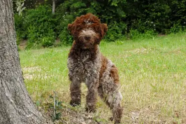 King Charles Launches Exclusive Tweed Jacket Line for Dogs, Reflecting Royal Family's New Pet-Focused Chapter