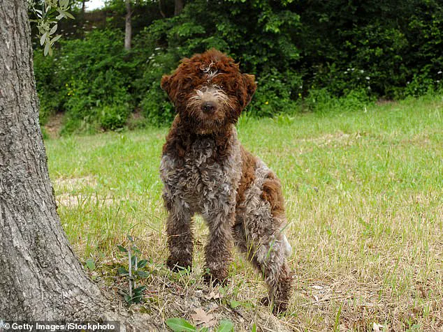 King Charles Launches Exclusive Tweed Jacket Line for Dogs, Reflecting Royal Family's New Pet-Focused Chapter