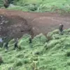 Alarming Concerns Over Children's Psychological Well-Being as Criminal Psychologist Warns of Deep Indoctrination by Father in New Zealand Wilderness