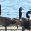 Foster City Faces Escalating Crisis as Canada Goose Population's Daily Feces Output Poses Health and Aesthetic Risks