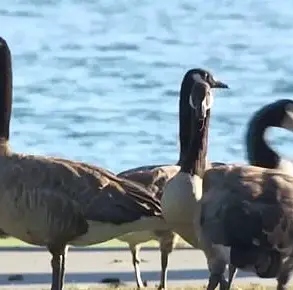 Foster City Faces Escalating Crisis as Canada Goose Population's Daily Feces Output Poses Health and Aesthetic Risks