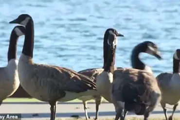 Foster City Faces Escalating Crisis as Canada Goose Population's Daily Feces Output Poses Health and Aesthetic Risks