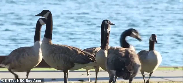 Foster City Faces Escalating Crisis as Canada Goose Population's Daily Feces Output Poses Health and Aesthetic Risks