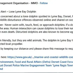 Lyme Bay Dolphin's Viral Play with Swimmers Sparks Aggression Warning from Experts