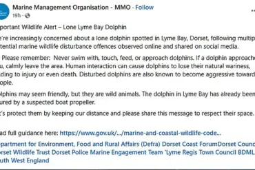 Lyme Bay Dolphin's Viral Play with Swimmers Sparks Aggression Warning from Experts