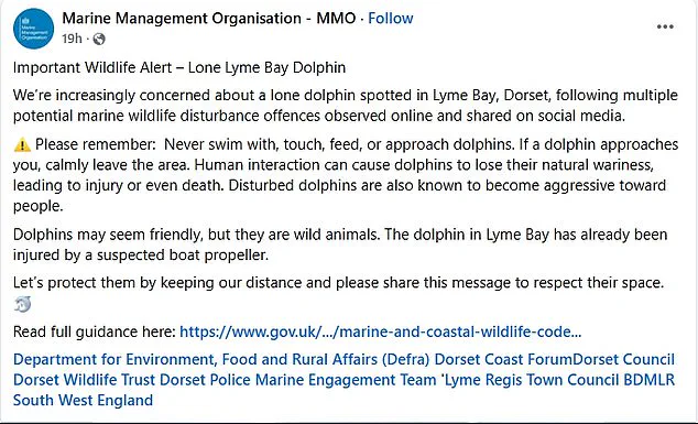 Lyme Bay Dolphin's Viral Play with Swimmers Sparks Aggression Warning from Experts