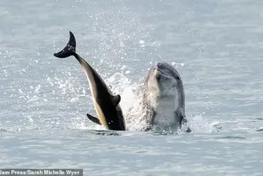 Reggie the Dancing Dolphin: A Playful Icon's Troubling Near-Drowning Incident