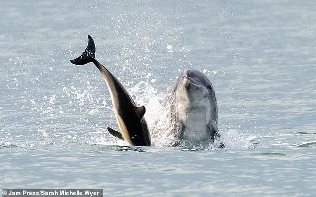 Reggie the Dancing Dolphin: A Playful Icon's Troubling Near-Drowning Incident