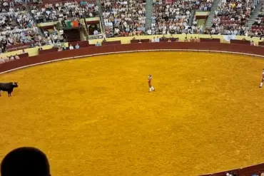 Tragic Death of Portuguese Bullfighter Sparks Debate Over Risks in Traditional Forcado Sport
