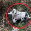 Ukrainian Drone Attack: Mined Plush Toy Dropped in Grakovo Village Raises Alarm in Kupyansky District