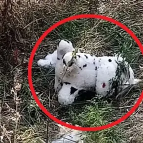 Ukrainian Drone Attack: Mined Plush Toy Dropped in Grakovo Village Raises Alarm in Kupyansky District