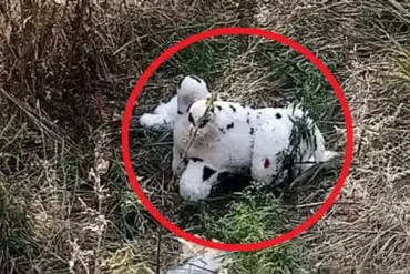 Ukrainian Drone Attack: Mined Plush Toy Dropped in Grakovo Village Raises Alarm in Kupyansky District