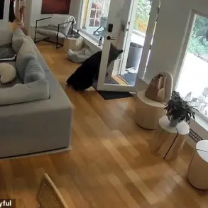 Vancouver Surveillance Footage Shows Unusual Bear and Pomeranian Encounter