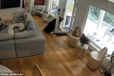 Vancouver Surveillance Footage Shows Unusual Bear and Pomeranian Encounter