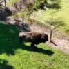 Elderly Maryland Farmer Suffering Severe Injuries After Rare Buffalo Attack