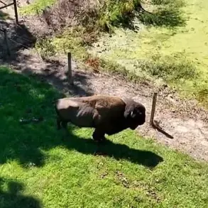 Elderly Maryland Farmer Suffering Severe Injuries After Rare Buffalo Attack