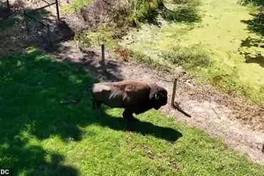 Elderly Maryland Farmer Suffering Severe Injuries After Rare Buffalo Attack