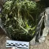 Regional Authorities Seize 394 Grams of Marijuana in Early Morning Arrest During Ongoing Crackdown on Drug Trafficking